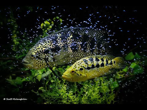 Cichlids of the Central American Lakes Enjoy a look back at some of my cichlids of the central americas and their fry!