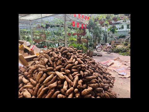 13/10 SÂM ĐẤT LAI CHÂU 0869899172