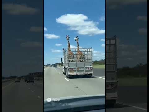 they are smart 😂#foryou #meme #memes #funny #smart #viralvideo