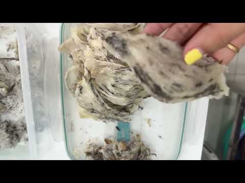 HƯỚNG DẪN Ủ - SƠ CHẾ TỔ YẾN CHO NGƯỜI MỚI BẮT ĐẦU