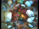 Many Hermit Crabs Eating Together