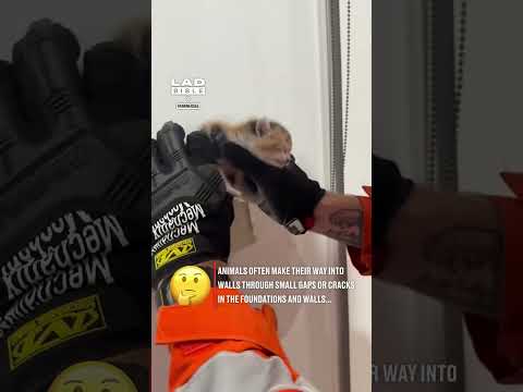 Rescuing a kitten that was stuck in a wall 😲 (🎥: IG/ fawknerses)