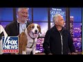 Dog Whisperer shares his secrets to canine success