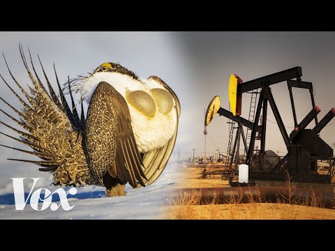 The Goofy bird vs fossil fuel industry 