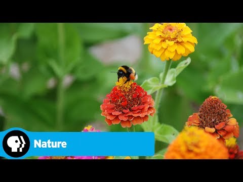 Nature: American Spring LIVE Trailer Nature: American Spring LIVE Trailer