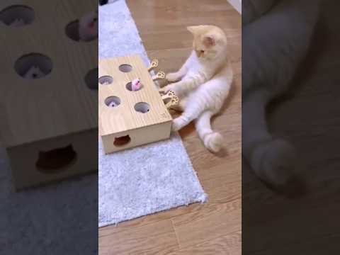 what's that kitty. #cat #viralvideo #shorts #ytshorts #kitten #funnycats