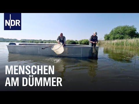 Seegeschichten vom Dümmer | die nordstory | NDR Doku