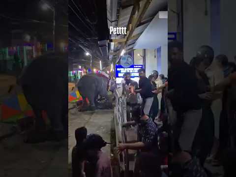 manapullikaavu elephant 😳