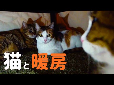 マジでオススメ‼️『猫用暖房グッズ』