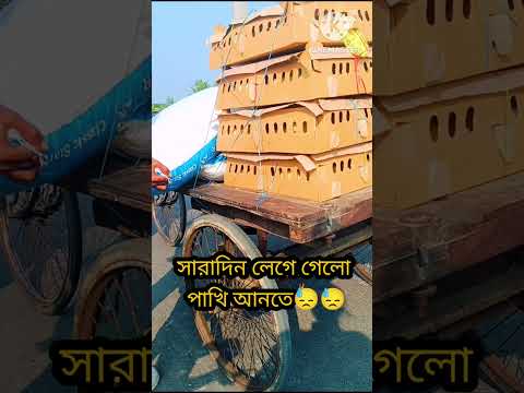 🐣সারাদিনটা লেগে গেলো পাখি আনতে🌿#shorts#shortvideo #shortsfeed #farming #birds #pets#chicken #poultry