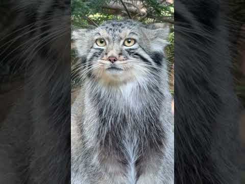 ナゴムくんの横顔を楽しむ マヌルネコの魅力【那須どうぶつ王国】 サムネイル