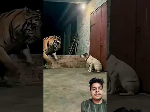 ভিতু কুকুর ইঁদুরকে দেখে ভয় পায়। #tiger #animals #pets