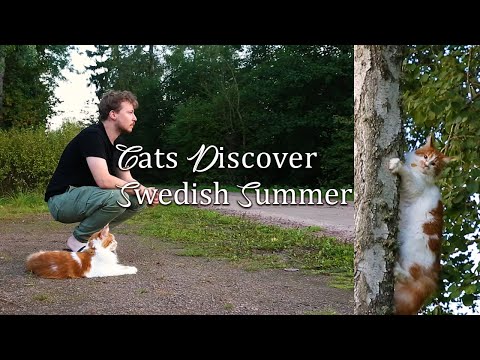 A Swedish Summer with Cats discovering outdoors | Slow Living & Cozy Days