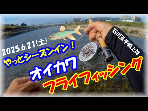 【6月・オイカワフライフィッシング】ヤバい！大和川支流石川で昨年の10月以来約8ヶ月ぶりにオイカワ釣り！フライは自作。赤のスレッドに グリズリーハックルを巻いただけの簡単仕様が一番のヒット率！