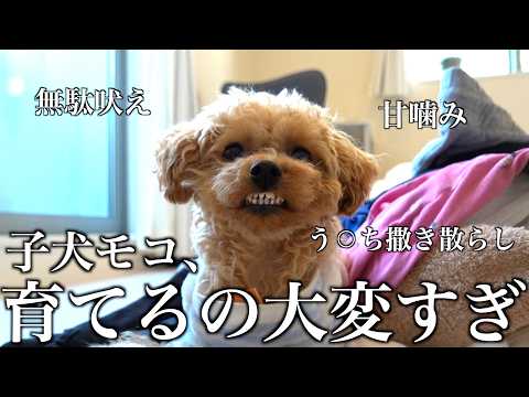 甘えん坊な子犬トイプードルのドタバタすぎる1週間に密着。