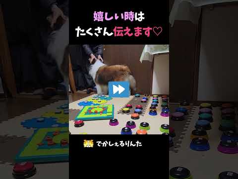 嬉しい時はたくさん伝えます♡【会話ボタンでしゃべる犬】 #shorts #犬