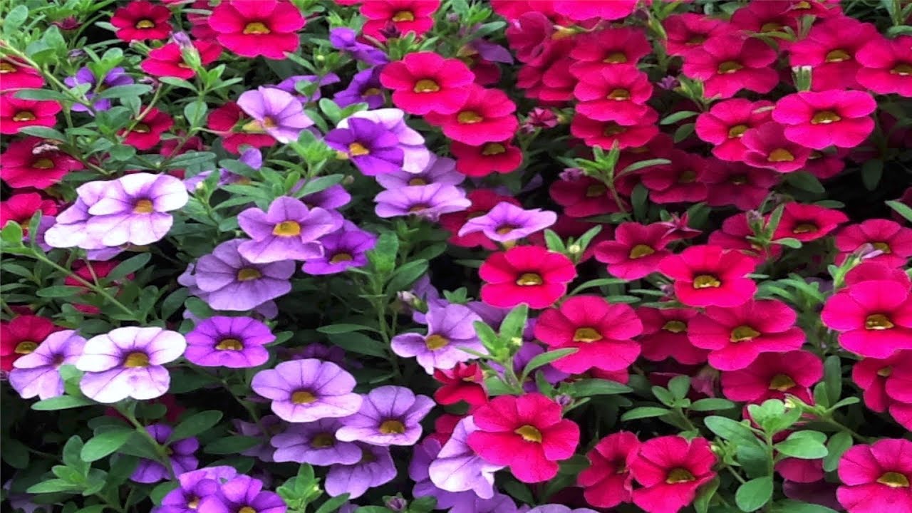 How To Grow Flowers Easy To Grow Annuals With Low Maintenance By 