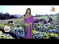 చామంతి పూల సాగులో మెళకువలు | Chrysanthemum Flower Cultivation | Chamanthi Sagu | Matti Manishi |10TV  - 04:59 min - News - Video