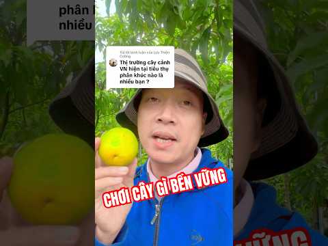 Không đột phá về giá nhưng bền #tuanbonsai #cayhpacayqua