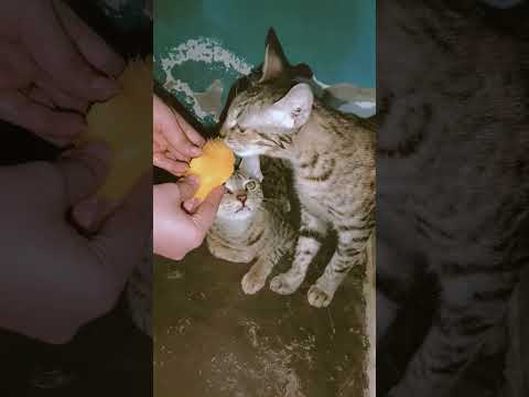 #cat #cats #catshorts #animallovers #catlovers #catvideos #catlovers #catlife #catlove