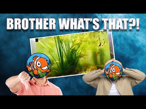 YOU Won’t Believe These Fish Tank Disasters... It's time to do some reaction content! First stop - reacting to Reddit Aquariums. Ya'll asked for it