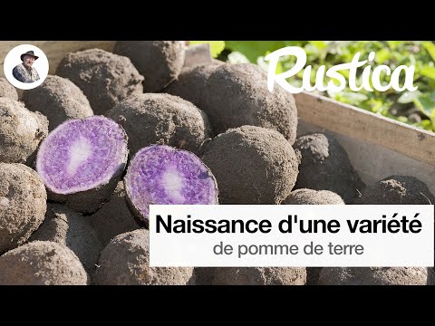 Comment créer une nouvelle variété de pomme de terre