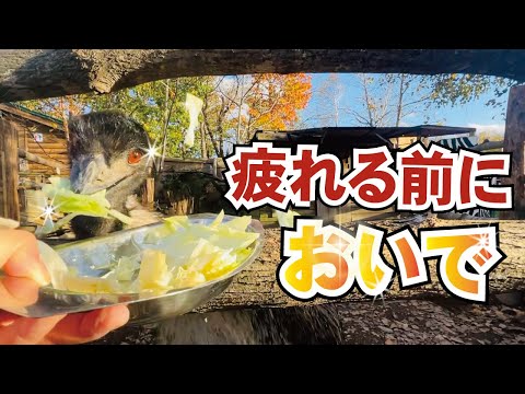 気持ちを楽に〜！みんなとキャベツが心を癒してくれます！