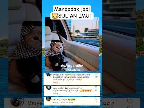 Mendadak jadi 🐱SULTAN IMUT #kucingimut#kucingsultan@MargarethA_JAKARTA