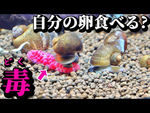 大量ジャンボタニシ水槽に卵を沈めると…