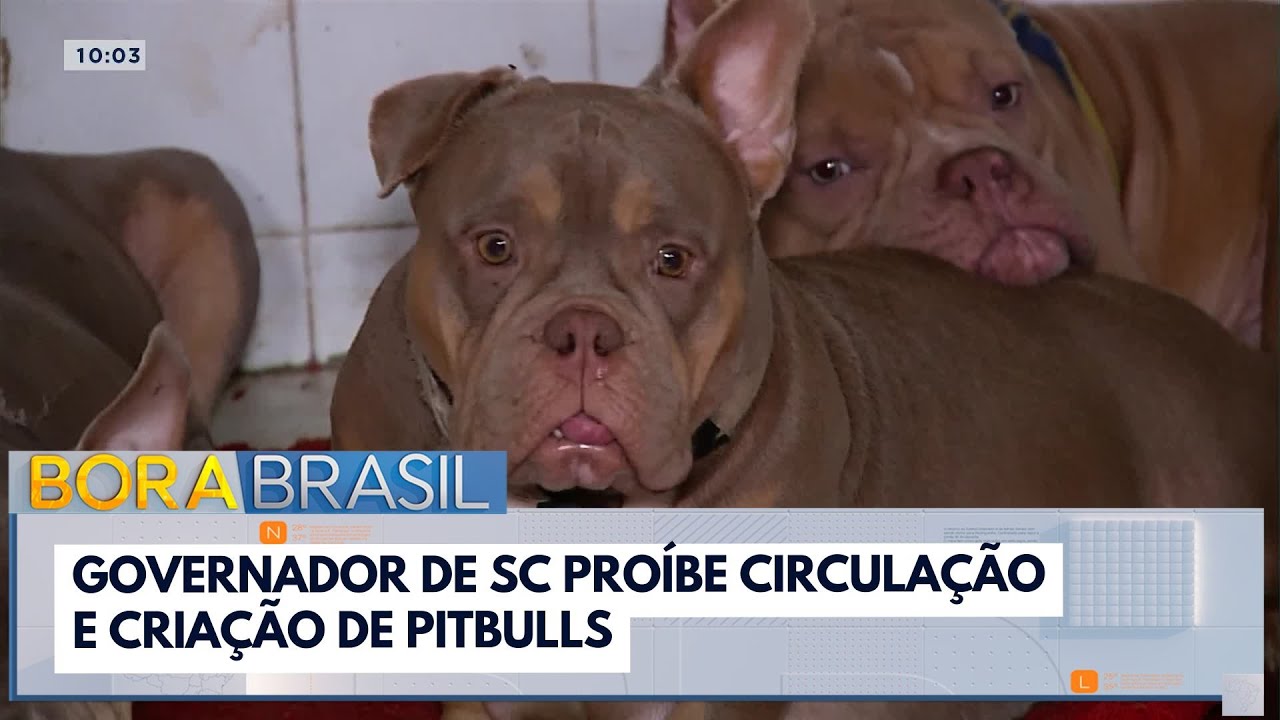 Governador de SC proíbe circulação e criação de pitbulls