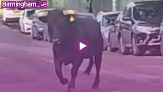Watch as runaway bull stops traffic on busy Birmingham street