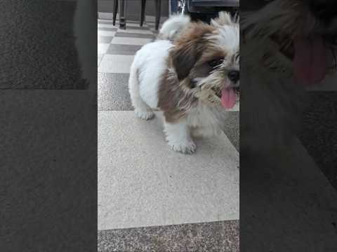 Oreo the king🐕#shorts #minivlog #viral #ytshorts #doglife #dogshorts#funny #comedy #pets #shortvideo