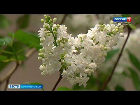 В Ботаническом саду зацвела сирень