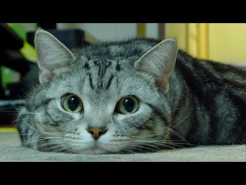 アメショのコテツ キョロキョロ...目玉だけ動かす猫 ◆ Cat that moves only eyes.