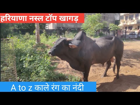 शांत , दुधारू, सुंदर हरियाणा नस्ल का नंदी Z black Haryana breed bull #हरियाणा_नस्ल #haryanabreed