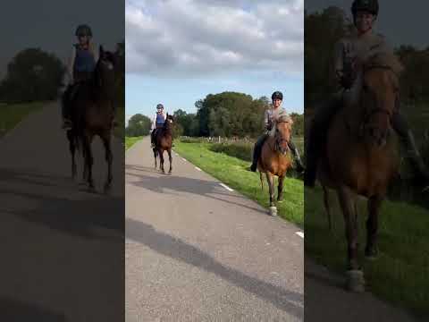 #horse #horses #paardrijles #pony