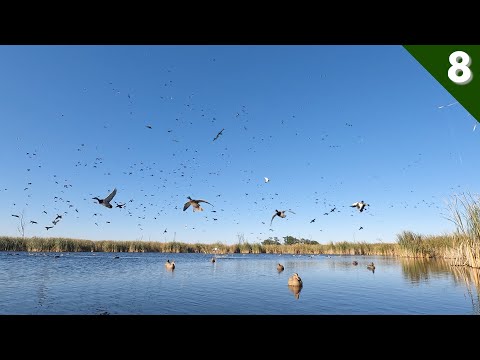 I've Never DECOYED This MANY MALLARDS Before (GIANT FLOCKS)
