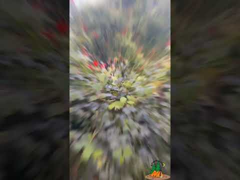 ସୁନ୍ଦର ସୂର୍ଯ୍ୟ ଉଦୟ ଭିଡ଼ିଓ.. #BLS ODISHA WILDLIFE.