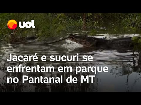 Jacaré e sucuri se enfrentam em rio de parque no Pantanal mato-grossense