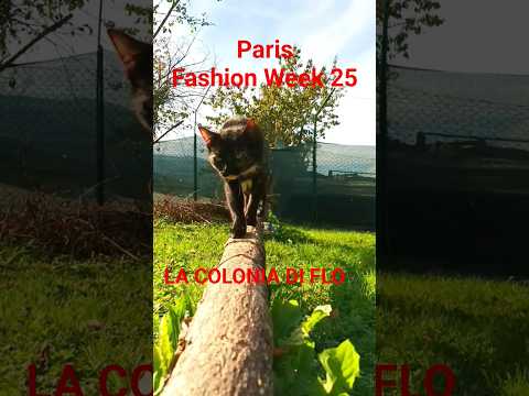 Paris Cat Fashion Week Categoria Top Model