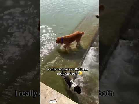 Funny and cute dogs compilation#funnydogs#cute#doglover#doglife#cure#dogshorts#pet#doglife#dogshorts