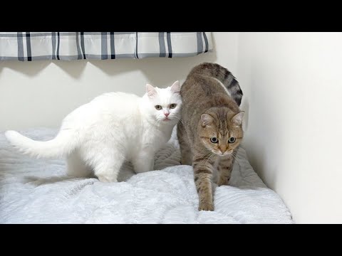 猫と一緒に冬支度をしたら、反応がいちいち可愛すぎた…!