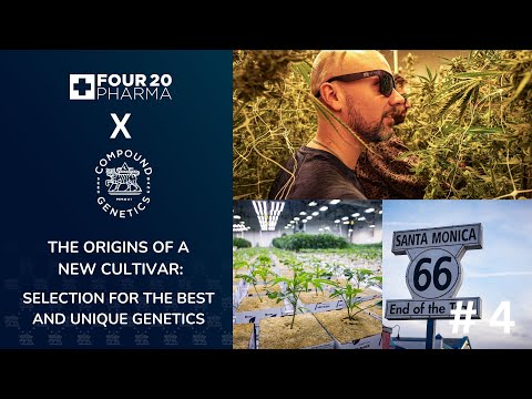 The origins of a new cultivar | 420 Pharma x Compound Genetics - Part 4