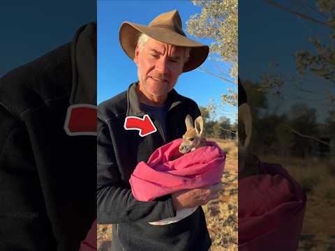 Baby kangaroo steps onto land for the first time #shorts