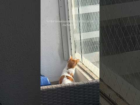 Simba temeroso interactuando con su michivecino #cat #gatos #michis