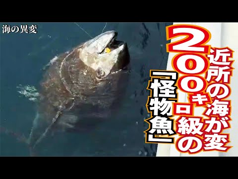 近所でマグロが大発生！２００㌔クラスのクロマグロが浮いてくる