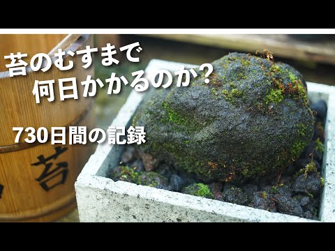苔のむすまでチャレンジ2年目の記録 #191