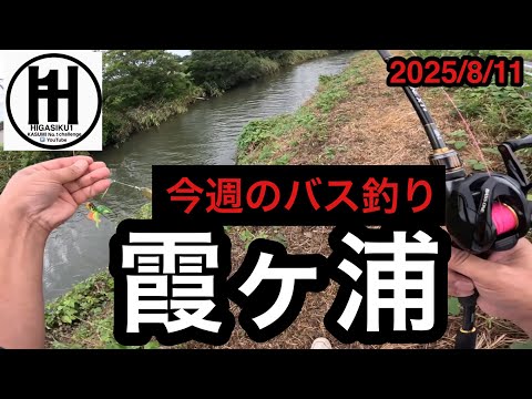 バス釣り今週の霞ヶ浦！2025年8月11日