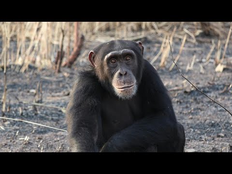 Rare West African chimps carve out a life in Senegal savannah | AFP