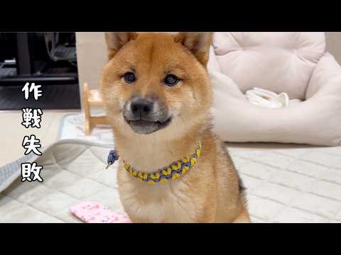 【惨敗】姉の気を引くはずが...結果が残念すぎた弟柴が愛おしい